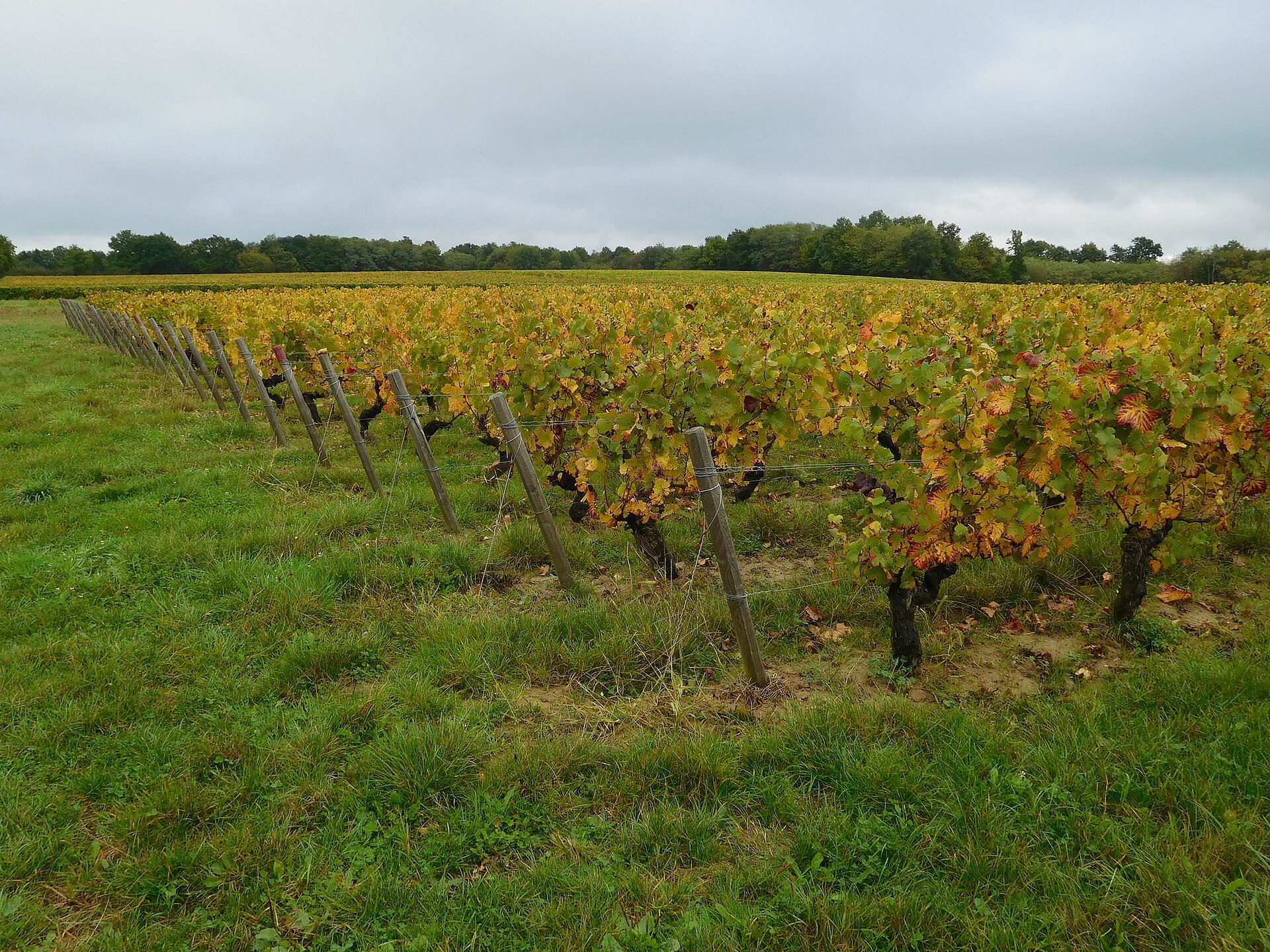 Wijn uit de Loire