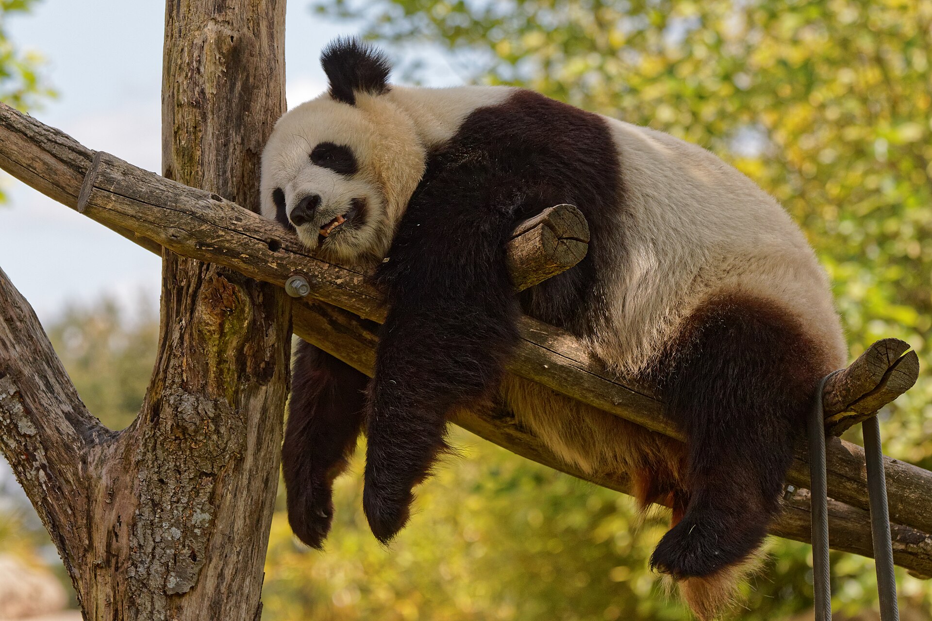 Zoo de Beauval (Saint-Aignan-sur-Cher)