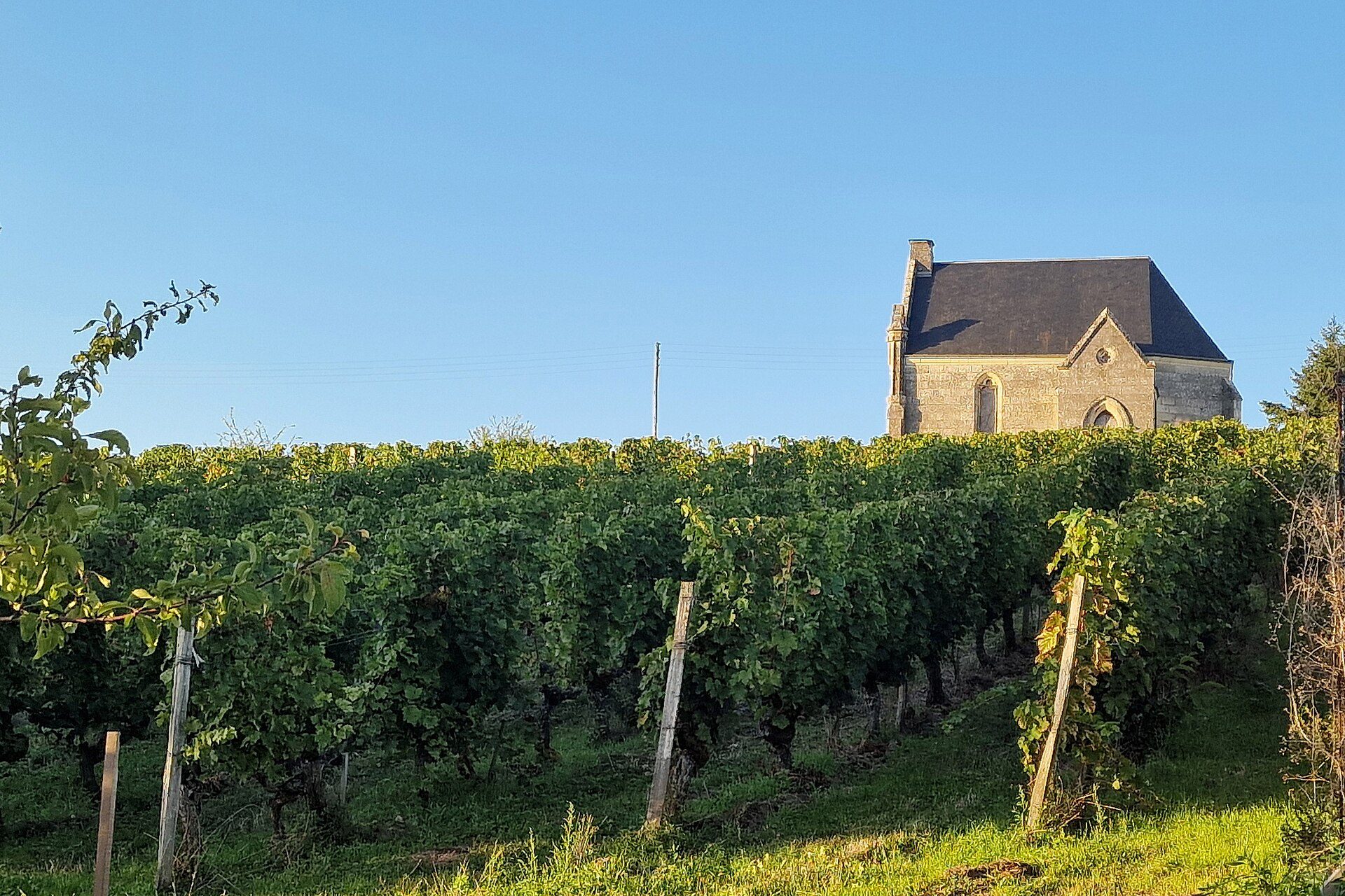 Chinon Cabernet Franc loire: onze favoriete Loire-wijn