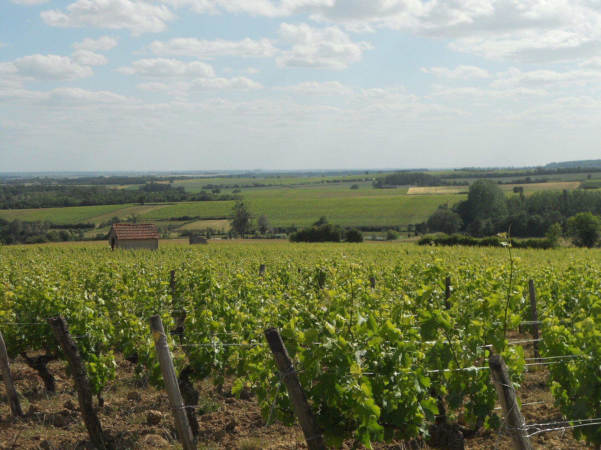 Onze selectie: Menetou-Salon Sauvignon Blanc loire