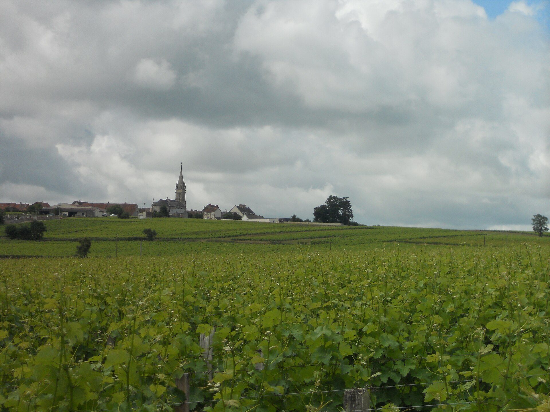 Ontdek onze Pouilly-Fumé Sauvignon Blanc loire