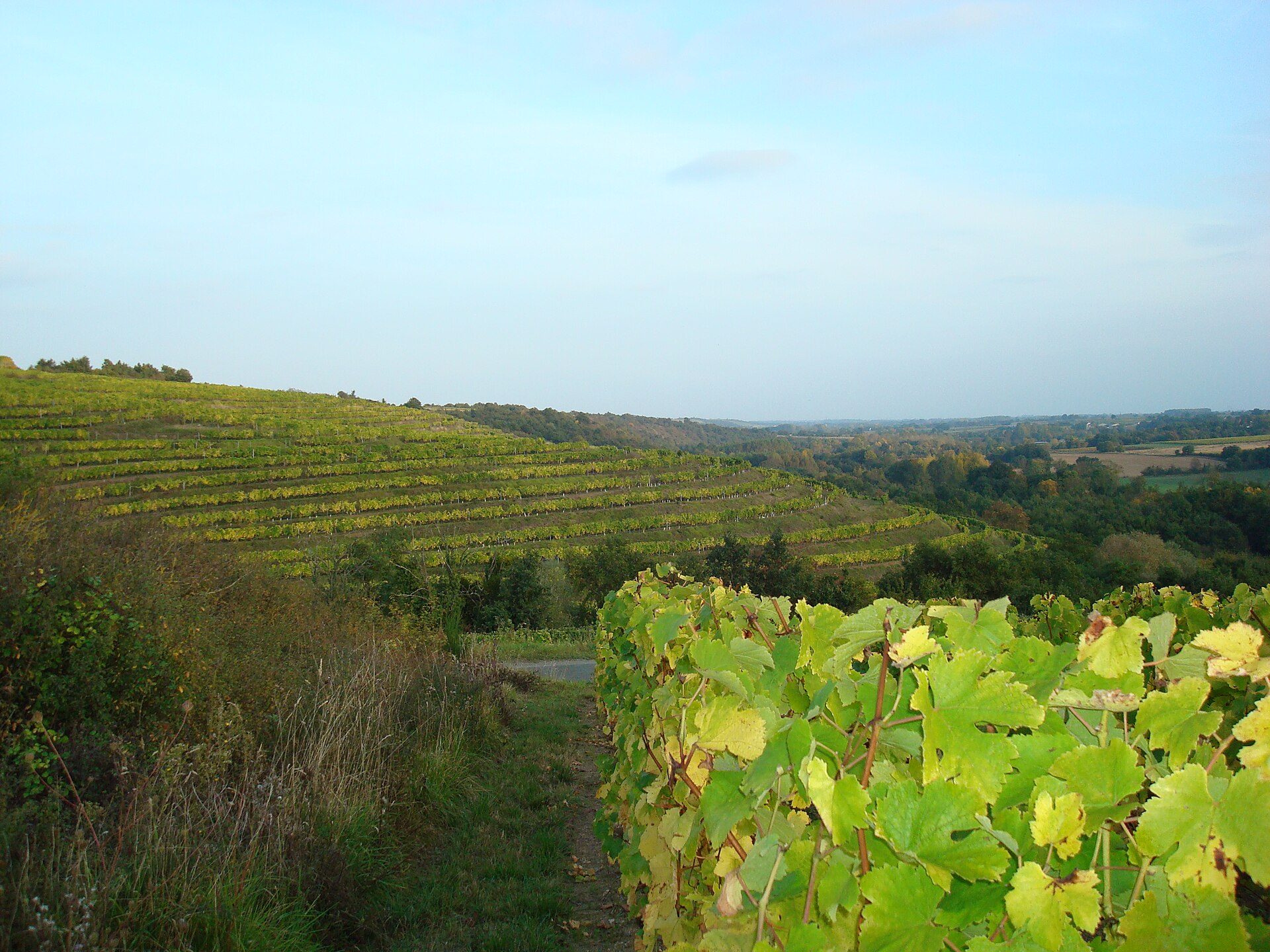 Onze topselectie: Quarts de Chaume Chenin Blanc loire wijn