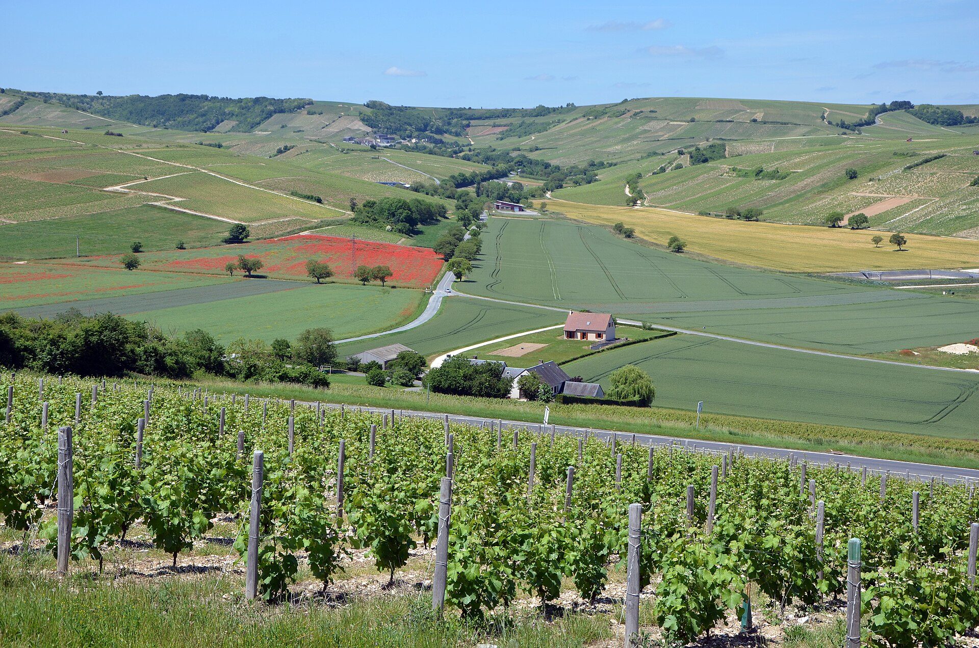 Sancerre Sauvignon Blanc loire: onze favoriete Loire-wijn
