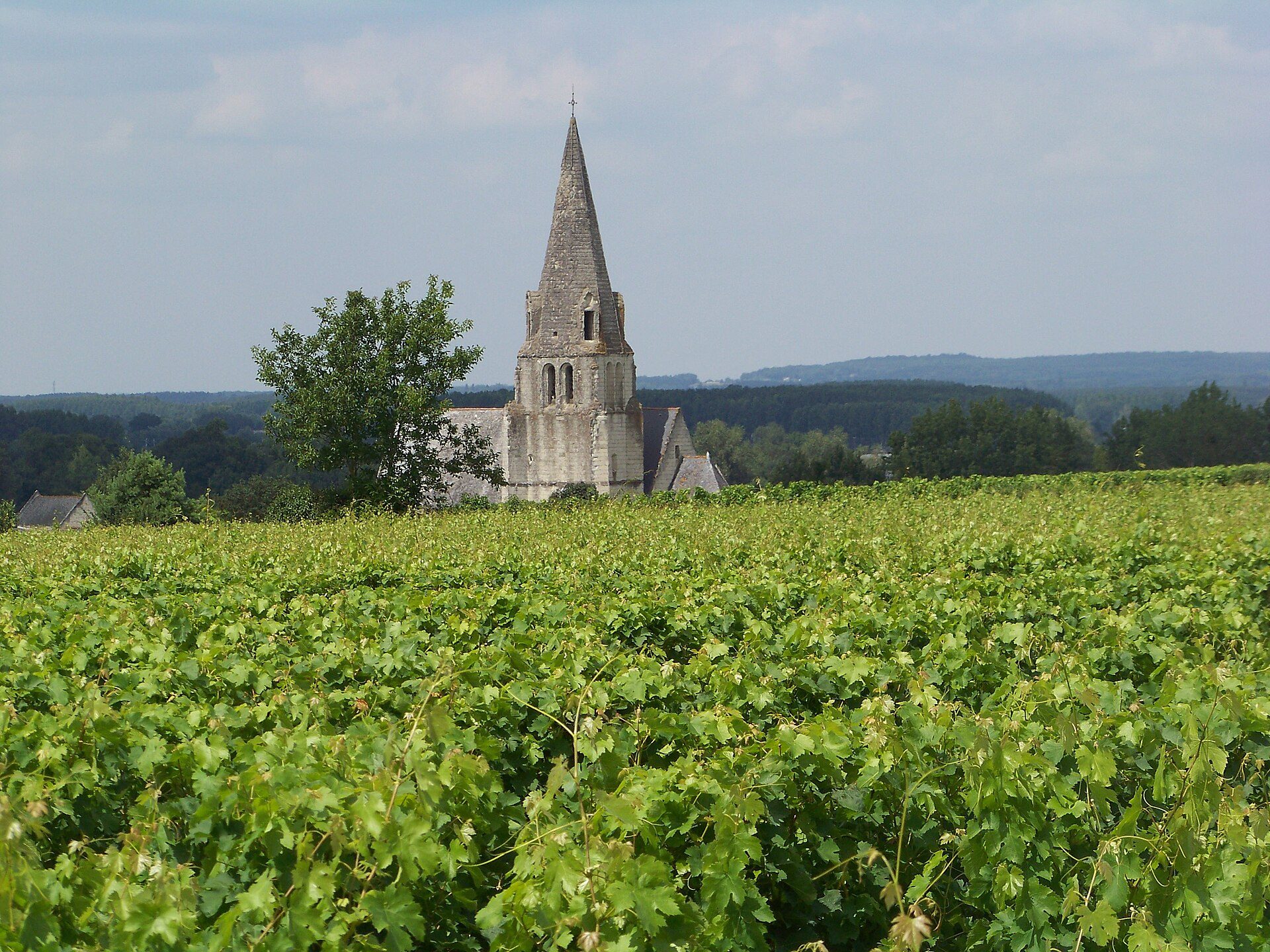 Ontdek Saumur-Champigny Cabernet Franc loire met ons